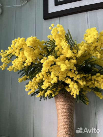 Мимоза букетная
