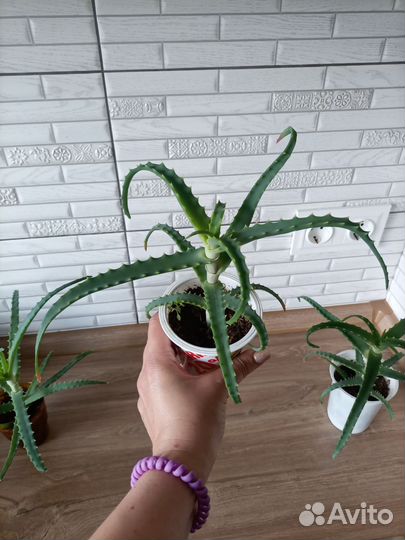 Алоэ столетник