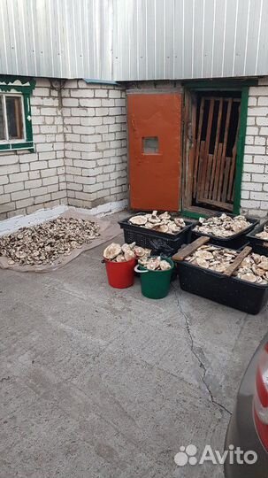 Грузди грибочки супер