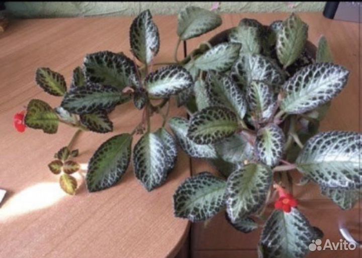 Цветок Эписция,пеперомия,кактус,кротон