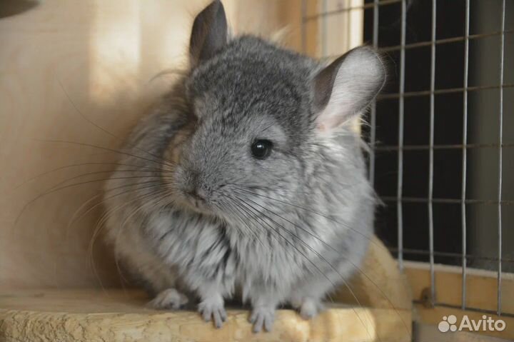 Продаю ангорских шиншилл
