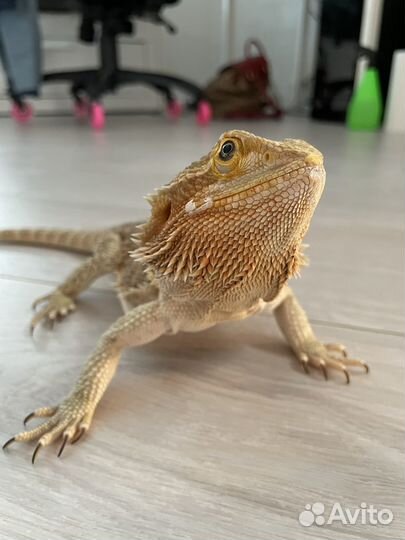 Бородатая агама