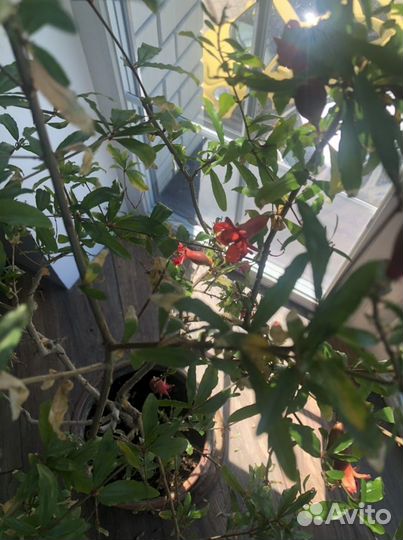 Гранатовое дерево карликовый гранат