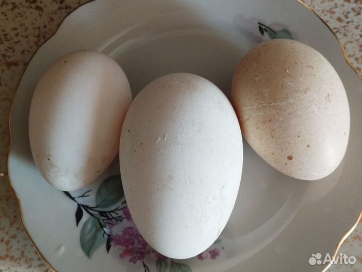 Яйцо домашнее