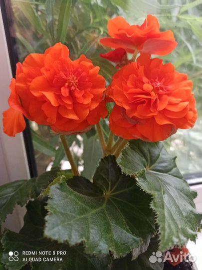 Бегония клубневая горшечные, ампельная