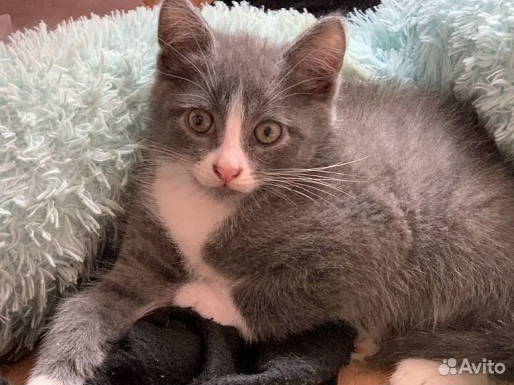 Серый котенок