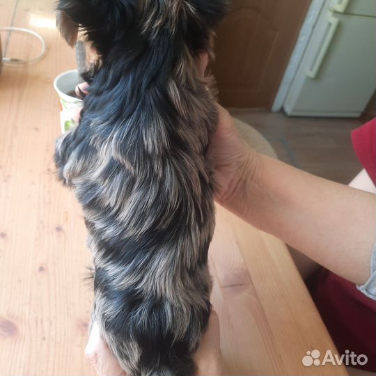 Щенки Йорка