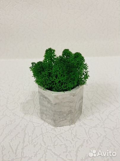 Кашпо со мхом