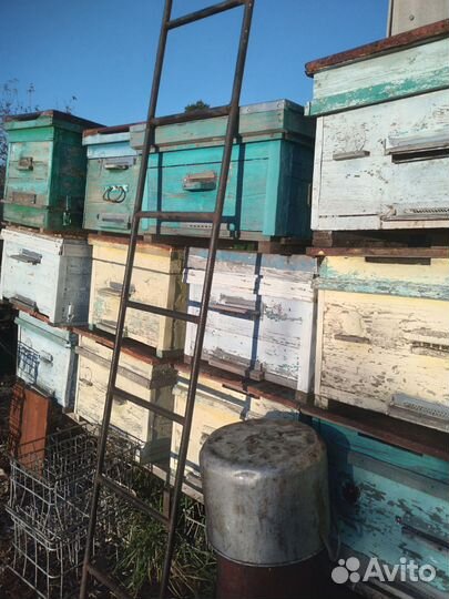 Продается пасека