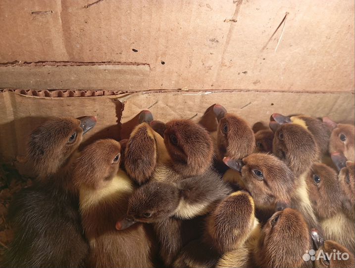 Утята, гусята