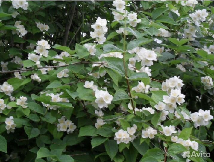 Кустарники декоративные