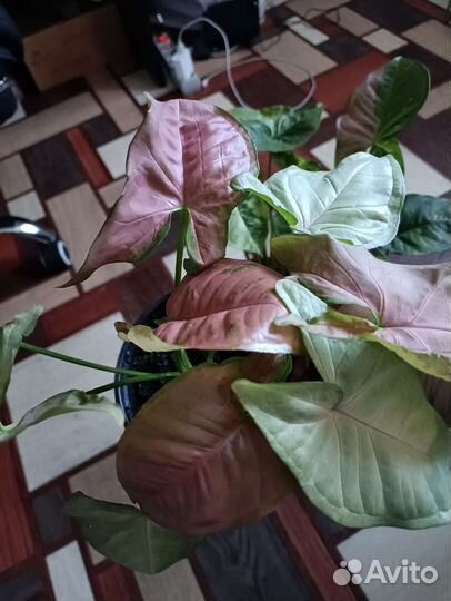 Сингониумы