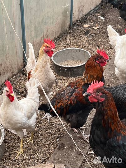 Петухи