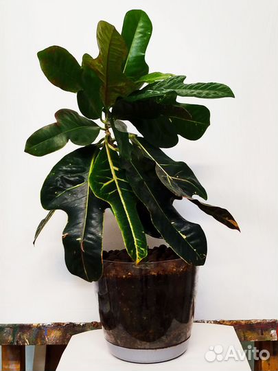 Кодиеум пестролистный Экселент