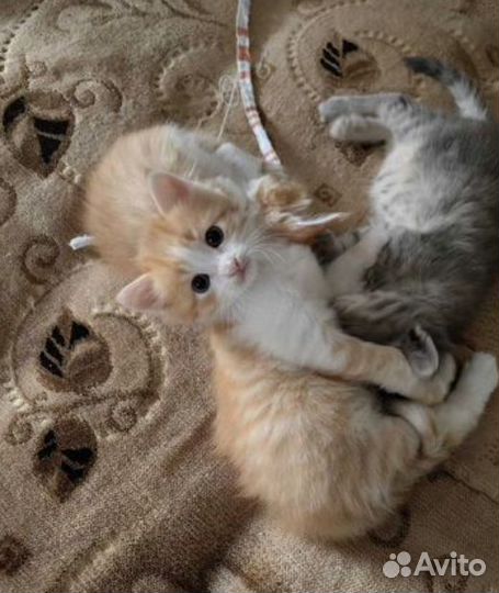 Отдам котят в добрые руки