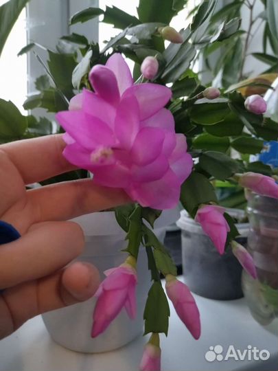 Декабрист шлюмбергера