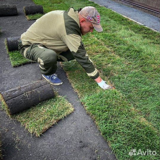 Рулонный газон Премиум»