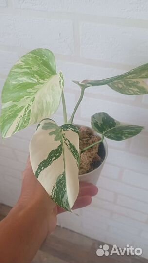 Монстера Альба