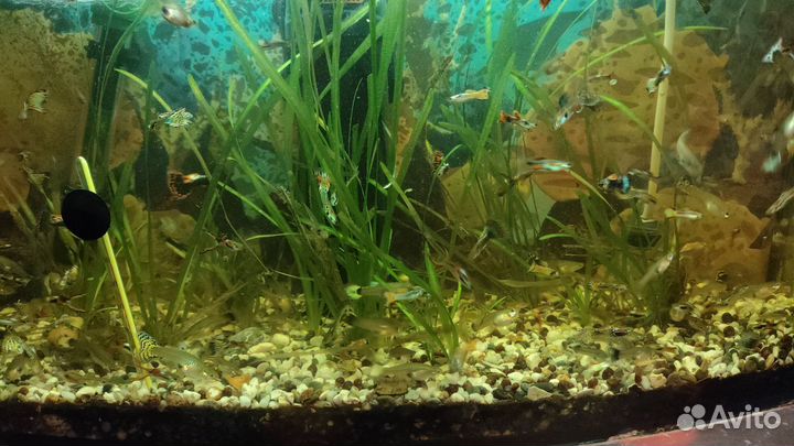 Аквариумные рыбки