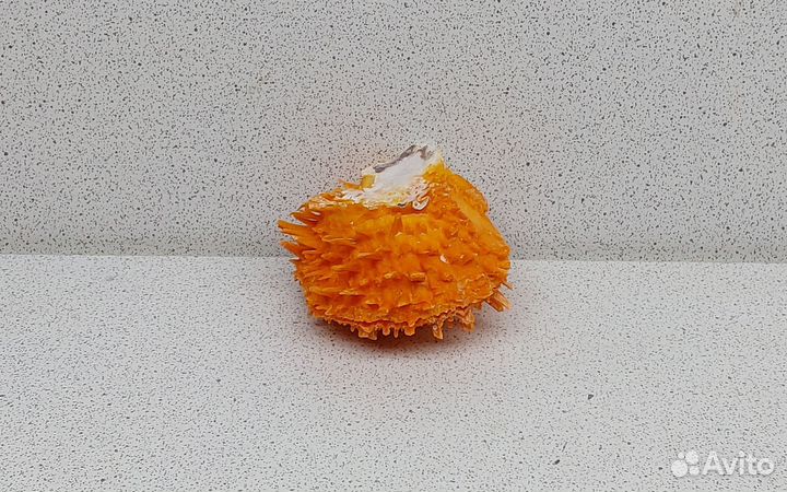 Спондилус Барбатус 5,9 морская ракушка раковина