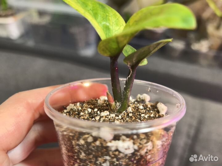 Замиокулькас Зензи Акебоно