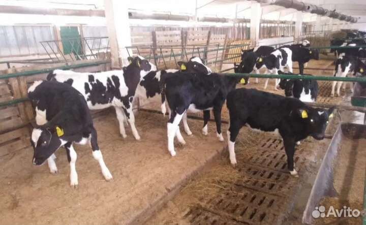 Телята бычки