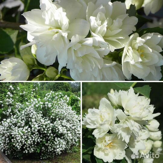 Саженцы чубушника 