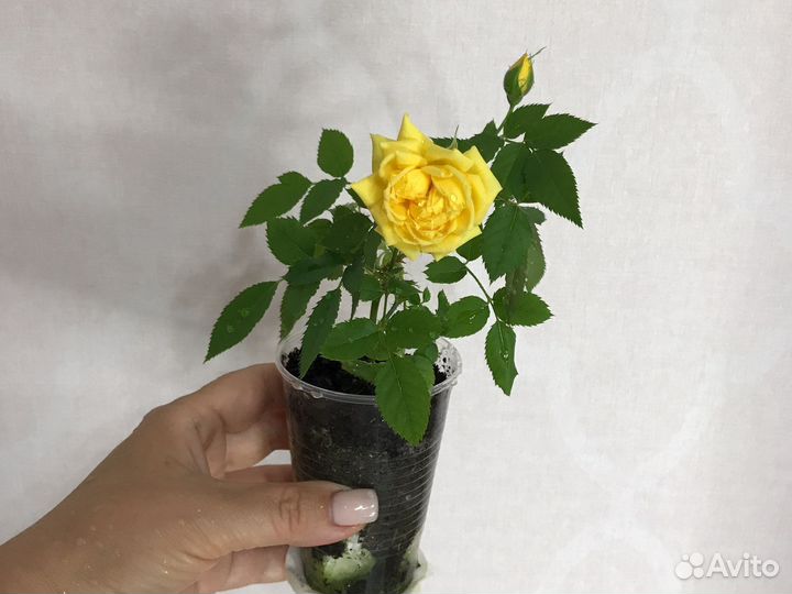 Роза чайная, Бальзамин новогвинейский