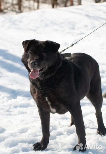 Метис лабрадора Кармен в добрые руки