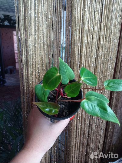 Антуриум красный