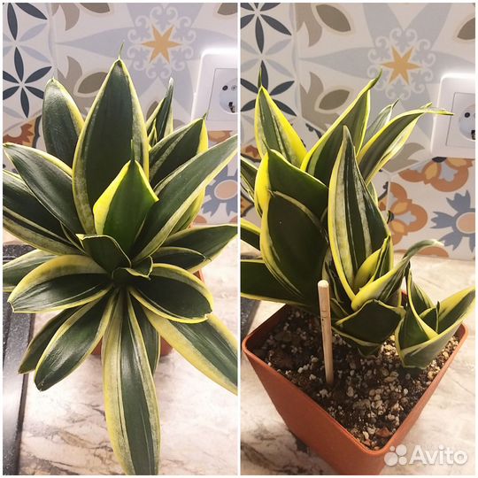 Сансевиерия сортовая