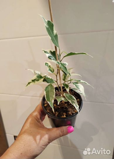 Цветы разные, цены и названия в описании