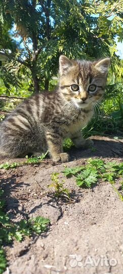 Отдам в добрые руки