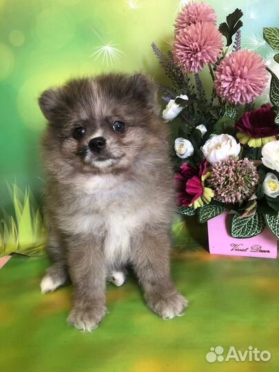 Малый немецкий шпиц