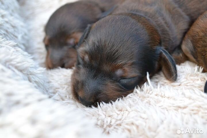 Такса кроличья/миниатюрная длинношерстная