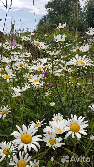 Цветы Ромашка садовая Ландыш