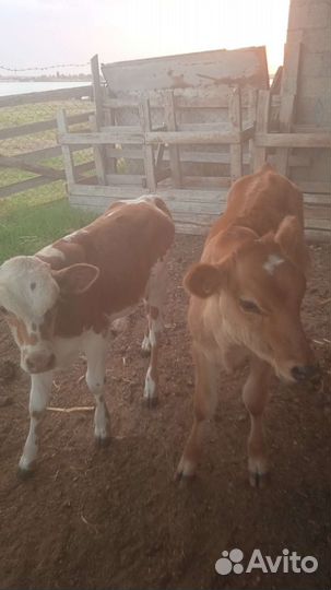 Коровы 2 бычки 3