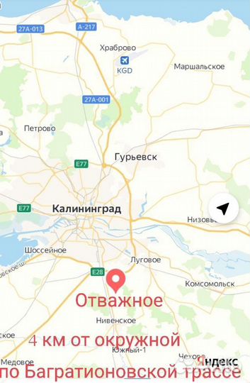 Роза Elmshorn саженцы