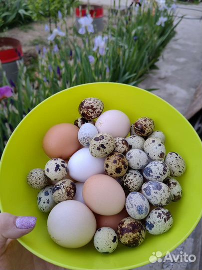 Домашние куриные, утиные и перепелиные яйца