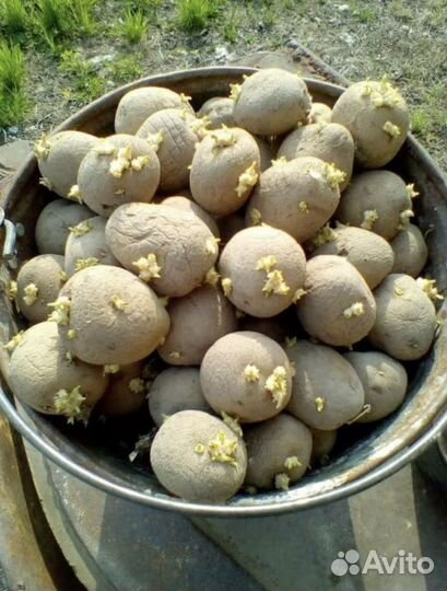 Семенной картофель