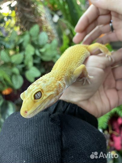 Геккон эублефар