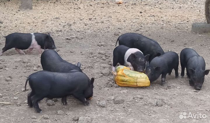 Вьетнамск вислобрюхий поросенок