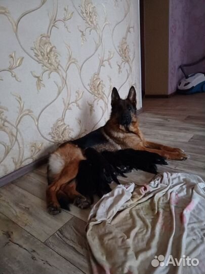 Немецкая овчарка
