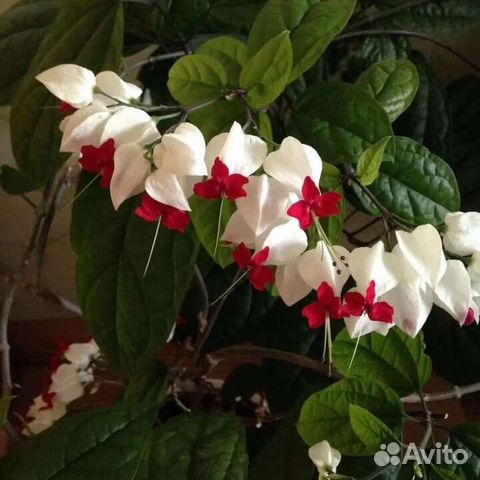 Клеродендрум Томпсона