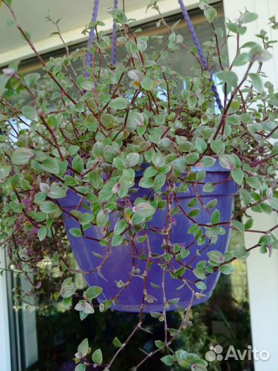 Сортовые гибискусы, кактус, монстера, шефлера