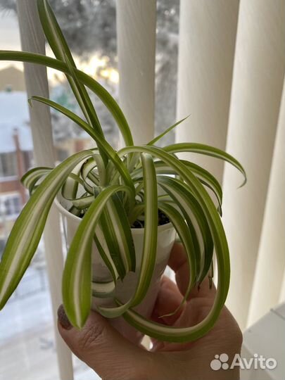 Комнатные цветы