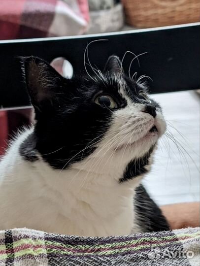 Котоняня, зооняня, кэтситтер, передержка