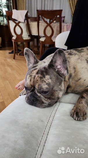 Французский бульдог голубой вязка