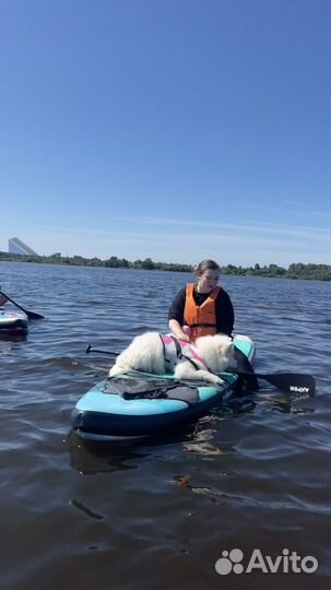 Аренда самоеда для фотосессии