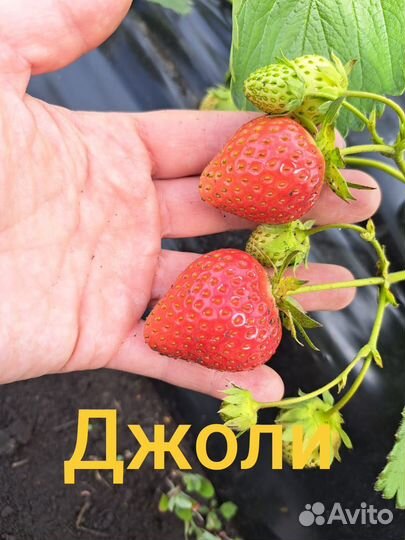 Рассада клубники